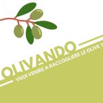 Raccolta olive a Dignano 2021
