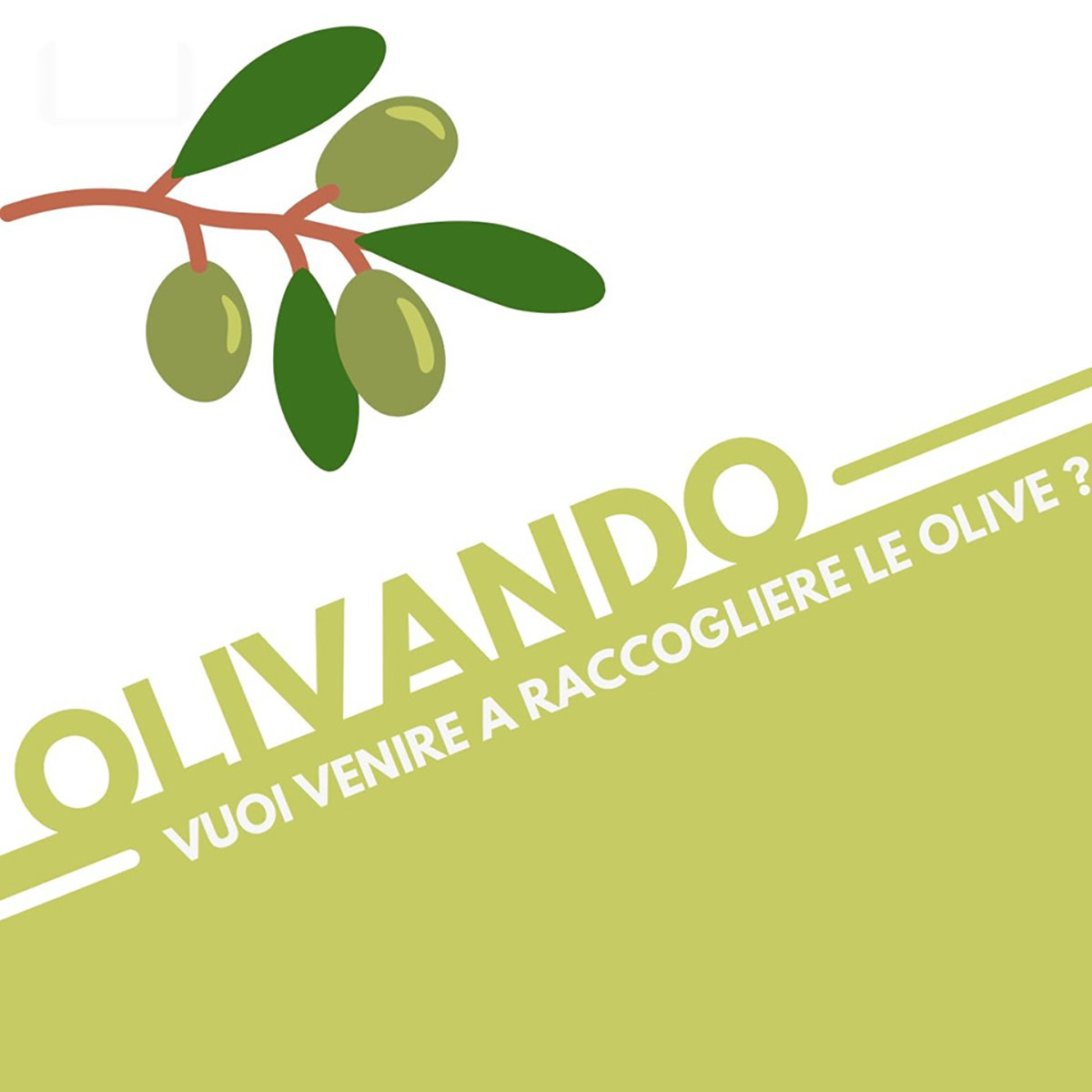 Raccolta olive a Dignano 2021