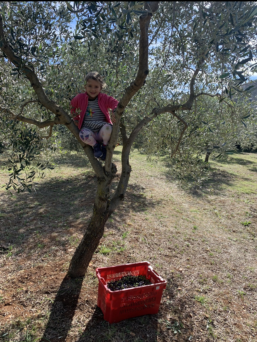 Raccolta olive Dignano