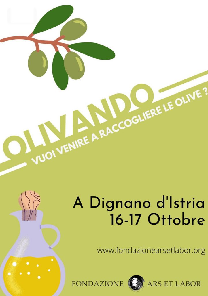 Raccolta olive a Dignano